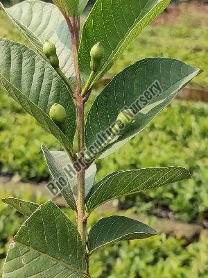 Guava Plant