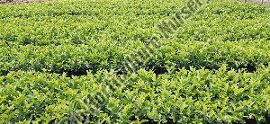 Guava Plant