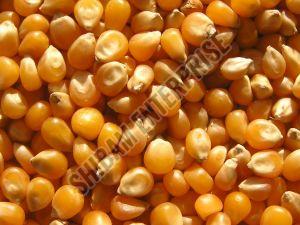 Maize Seeds