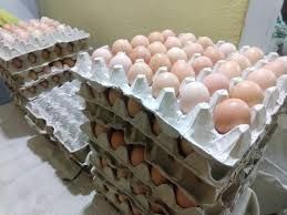 Brown Eggs