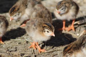 Guniea fowl Chicks