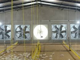 Poultry Exhaust Fan