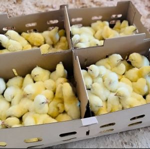 White Broiler Chicks Cobb 430y