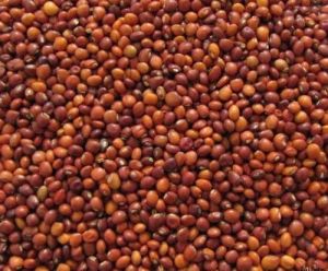 Organic Red Gram