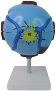 Artifical Model Eye