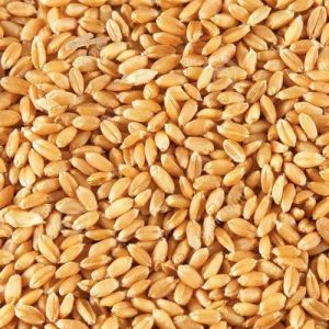 Brown Wheat Seeds