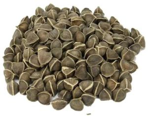 Moringa Seeds