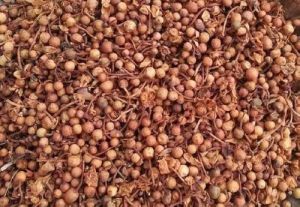 Nagkesar Seeds