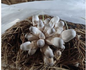 Paddy Straw Mushroom