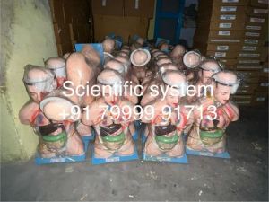 Human Torso Model