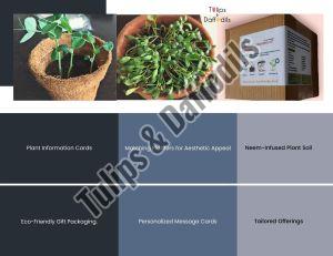 ceramic planter