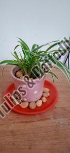 ceramic planter