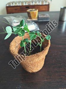 Garden Pottery Planter
