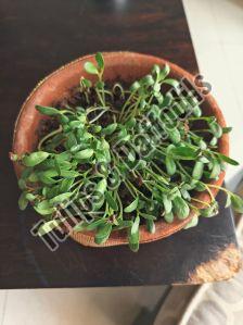 Planter Pots