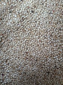 White Sorghum