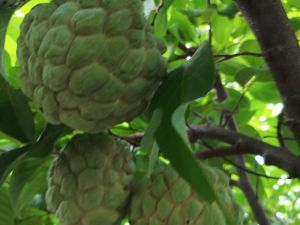 Frozen Custard Apple