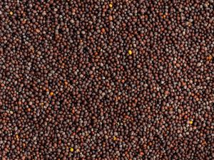 Mustard Seeds