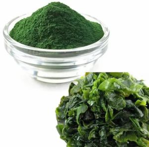 Spirulina Extract Powder