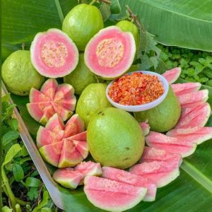 Guava Taiwan Pink Plant