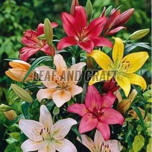 Asiatic Cut Lilium Flower Plant