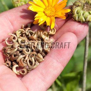 Calendula Seeds