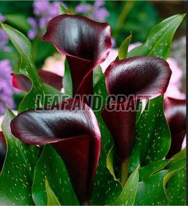 Calla Lily Plant