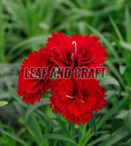 Carnation Plant