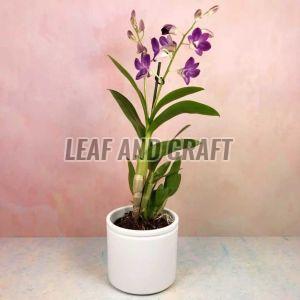 Dendrobium Orchids Plant