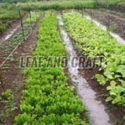 Exotic Vegetables Farming Service