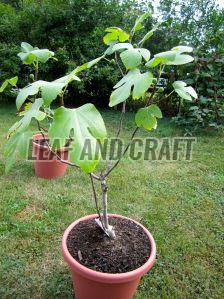 Fig Plant