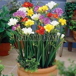 Freesia Flower Plant