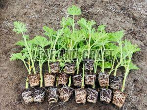 Geranium Seeds