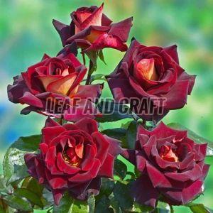 Grafted Dutch Rose Plant