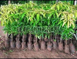 Grafted Mango plant