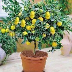 Lemon Plant