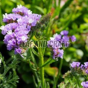 Limonium Plant