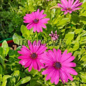 Osteospermum  Seeds