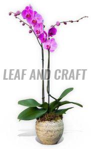 Phalaenopsis Orchids Plant