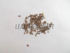 Phlox Seeds