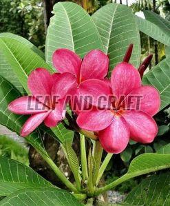 Plumeria Plant