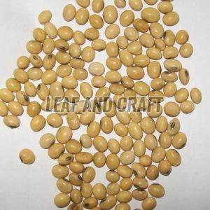 Round Brinjal Seeds