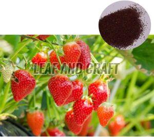 Strawberry Seeds