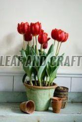 Tulip Flower Plant