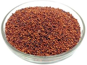 Finger Millet Seeds