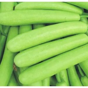 Fresh Bottle Gourd