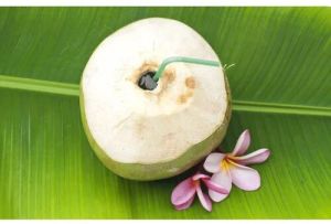 PEELED TENDER COCONUT