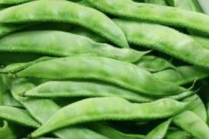 Fresh Green Hyacinth Beans