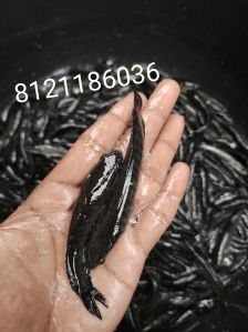 Murrel Fish Seeds