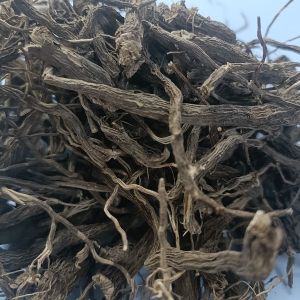 Coleus Root