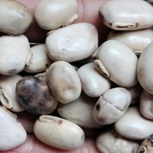 White kaunch seed